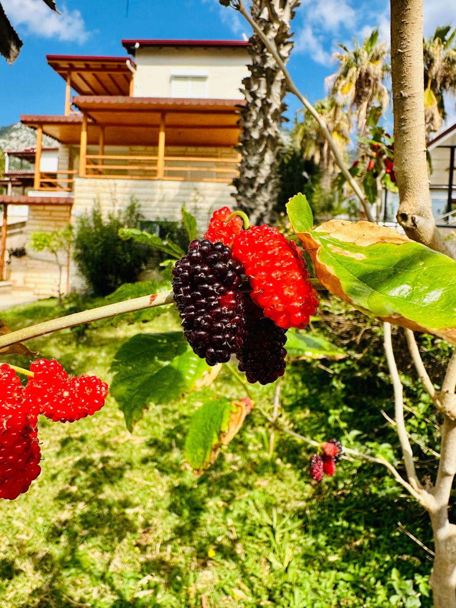 Gelidonya Pansiyon Kumluca Bagian luar foto